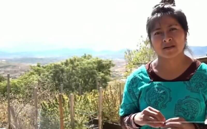 Indigenous communities in Mexico replace corn crops with cannabis