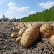 https://www.newsweek.com/worlds-largest-potato-undergo-dna-testing-prove-its-real-1671368
