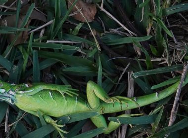 Florida chill has iguanas falling from trees, officials warn