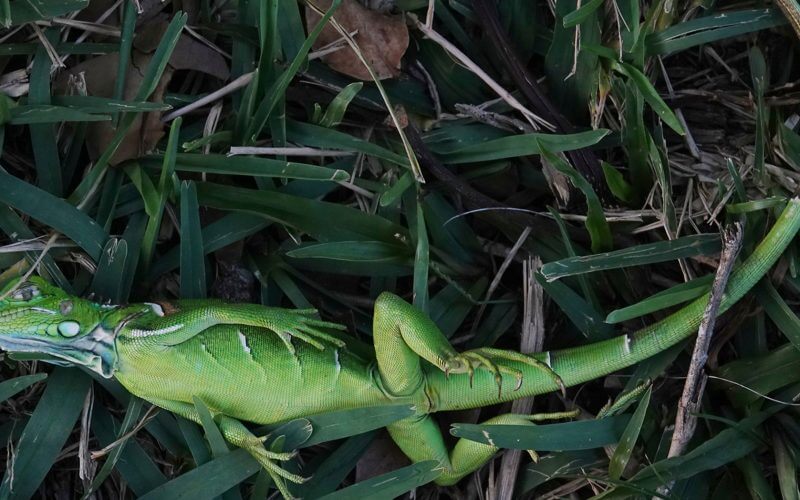 Florida chill has iguanas falling from trees, officials warn