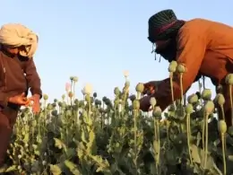 Afghan farmers harvest poppy in Nad Ali district, Helmand province, April 1, 2022.