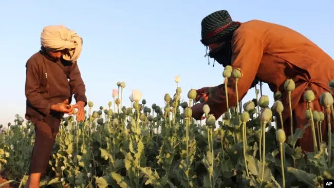 Afghan farmers harvest poppy in Nad Ali district, Helmand province, April 1, 2022.