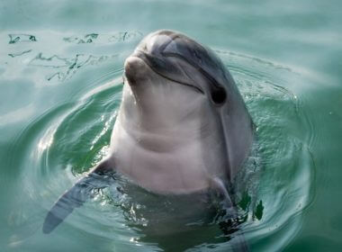 According to satellite imagery analyzed by the U.S. Naval Institute, the Russian Navy's unit of dolphins has been moved into two pens at the entrance to Sevastopol harbor, sheltered just inside a sea wall on the Black Sea. File Photo by Dmetsov Alexey/Shutterstock