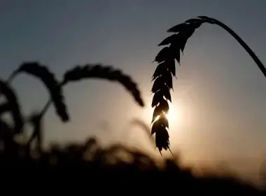 Ears of wheat are seen in a field near the village of Hrebeni in Kyiv region, Ukraine July 17, 2020. REUTERS/Valentyn Ogirenko
