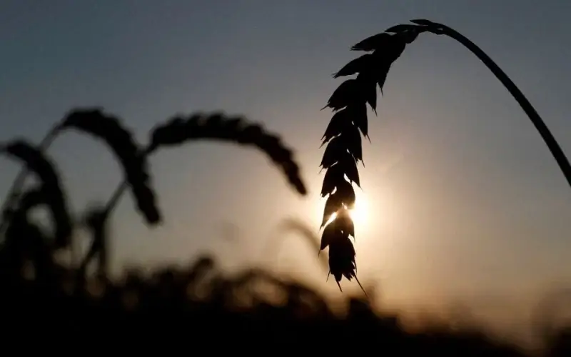 Ears of wheat are seen in a field near the village of Hrebeni in Kyiv region, Ukraine July 17, 2020. REUTERS/Valentyn Ogirenko