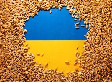 Ukrainian flag is covered with grains in this picture illustration taken May 9, 2022. REUTERS/Dado Ruvic/Illustration/File Photo