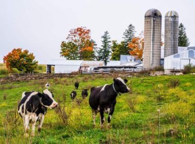 A dairy farm in Westby, Wis., on Oct. 3, 2020. (Kerem Yucel/AFP via Getty Images)