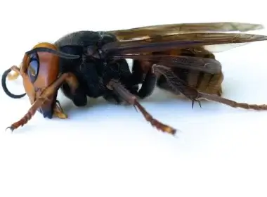 Asian Giant Hornet from Japan, also known as a murder hornet, in 2020 in Bellingham, Washington. (Karen Ducey/Getty Images)