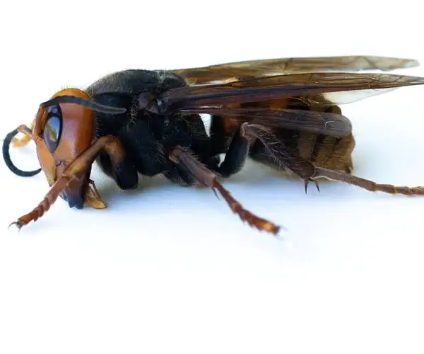 Asian Giant Hornet from Japan, also known as a murder hornet, in 2020 in Bellingham, Washington. (Karen Ducey/Getty Images)