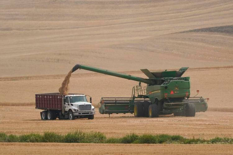 A combine transfers wheat into a grain truck, Thursday, Aug. 5, 2021, near Pullman, Wash. Across eastern Washington, a drought the National Weather Service classified as "exceptional" has devastated what is normally the fourth largest wheat crop in the nation. Ted S. Warren / AP