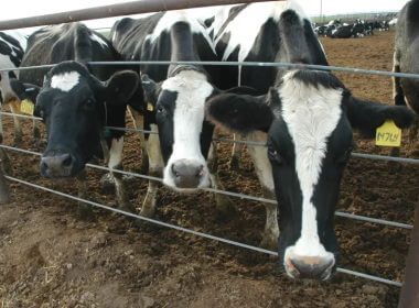Cows at a dairy farm (credit: Wikimedia Commons)