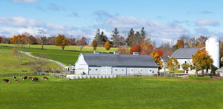 Traditional New England farm with cows. Erika Cross/Shutterstock.com