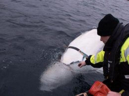 A beluga whale named "Hvaldimir," who is believed to have been trained by the Russian military, has been spotted in Swedish waters. Photo Courtesy of Jorgen Ree Wiig/Norwegian Directorate of Fisheries
