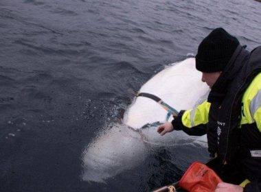 A beluga whale named "Hvaldimir," who is believed to have been trained by the Russian military, has been spotted in Swedish waters. Photo Courtesy of Jorgen Ree Wiig/Norwegian Directorate of Fisheries