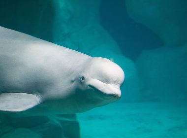 Beluga whale | Shutterstock