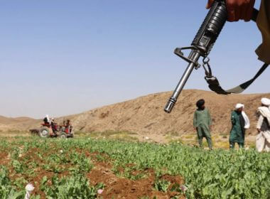 Taliban members destroy a poppy field in Washir district of Helmand province, Afghanistan, May 29, 2022. AP