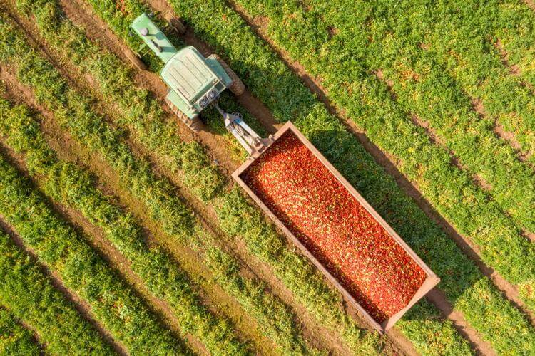 Aerial image of a Tractor and trailer loaded with Fresh harvested ripe Red Tomatoes. StockStudio Aerials / Shutterstock