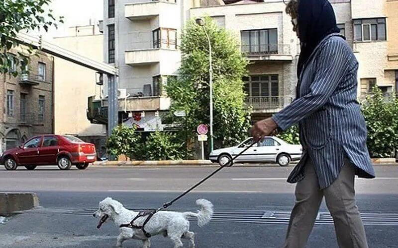 A woman walking a dog in a Tehran street in Iran. iranintl.com