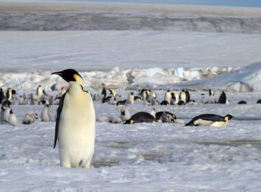 Emperor penguins in Antarctica. British Antarctic Survey