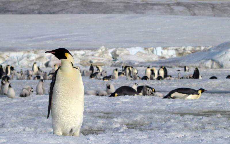 Emperor penguins in Antarctica. British Antarctic Survey